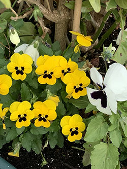 ����� �����