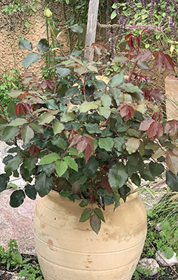 ����� �����