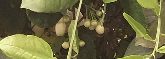 ����� �����