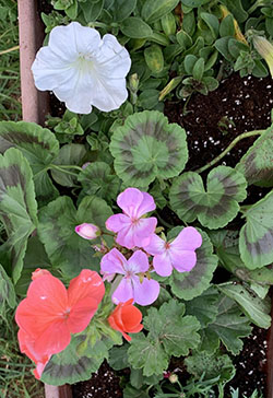 ����� �����