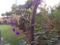 ����� �����